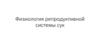 Физиология репродуктивной системы сук