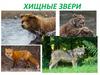 Хищные звери