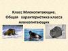 Общая характеристика Класса Млекопитающих