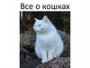 Все о кошках