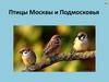 Птицы Москвы и Подмосковья