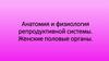Анатомия и физиология репродуктивной системы. Женские половые органы