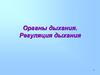 Органы дыхания. Регуляция дыхания