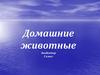 Домашние животные. ЭкоВектор. 1 класс