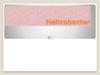 Helicobacter
