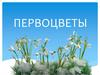 Первоцветы