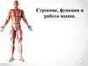 Строение, функции и работа мышц