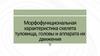 Морфофункциональная характеристика скелета туловища, головы и аппарата их движения
