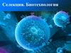 Селекция. Биотехнология