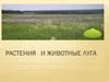 Растения и животные луга