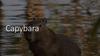 Capybara