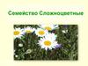 Семейство Сложноцветные