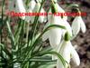Первоцветы. Подснежник