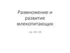 Размножение и развитие млекопитающих