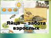 Яйца — забота взрослых