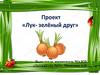 Лук – зеленый друг. 2 младшая группа