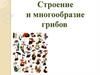Строение и многообразие грибов