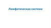 Лимфатическая система человека