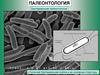 Бактериальная палеонтология. Бактериальная клетка и ее основные структуры