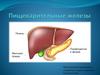 Пищеварительные железы