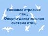Внешнее строение птиц. Опорно-двигательная система птиц