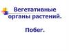 Вегетативные органы растений. Побег
