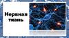 Нервная ткань