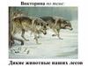 Викторина. Дикие животные наших лесов