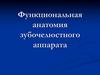 Функциональная анатомия зубочелюстного аппарата