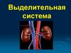 Выделительная система