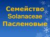 Семейство Пасленовые