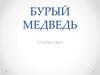Бурый медведь