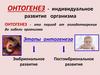 Онтогенез - индивидуальное развитие организма