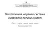Вегетативная нервная система. Autonomic nervous system