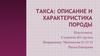 Такса: описание и характеристика породы