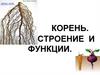 Корень. Строение и функции