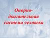 Опорно-двигательная система человека