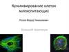 Культивирование клеток млекопитающих Розов Федор Николаевич