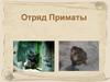 Отряд Приматы
