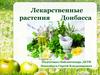 Лекарственные растения Донбасса