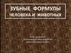 Зубные формулы человека и животных