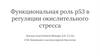 Функциональная роль p53 в регуляции окислительного стресса
