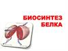 Биосинтез белка