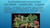 Разнообразие комнатных растений - семейство, родина