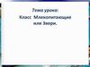 Класс Млекопитающие или Звери