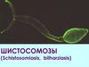Шистосомозы (schistosomiasis, bilharziasis)