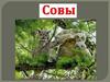 Сова