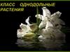 Класс Однодольные растения
