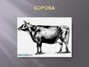 Графика. Корова