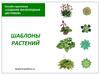 «Создание малоуходных цветников», шаблоны растений